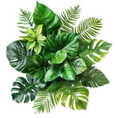 green leaves on white background