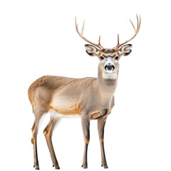 deer isolated on white background