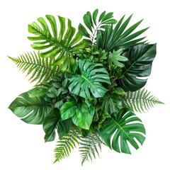green leaves isolated on white background