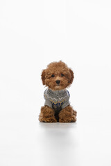 Cute, small Maltipoo puppy with brown curly fur sitting in grey sweater and looking at camera isolated on white studio background. Concept of domestic animal, health, care, grooming. Pet products ads