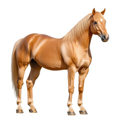 Obraz premium horse isolated on white background