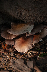 A close-up of white and burgundy Mushrooms growing on the soil as the sunlight hits the bottom of the stack