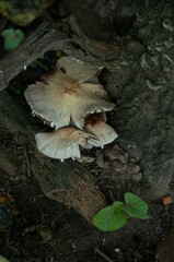 A close-up of white Mushrooms growing on a log near the soil