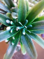 Bright colorful decorative flowers stand on the table in a glass vase. Macro photo taken on a mobile phone.
