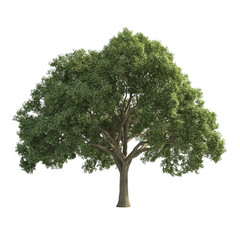 Obraz premium tree isolated on white background