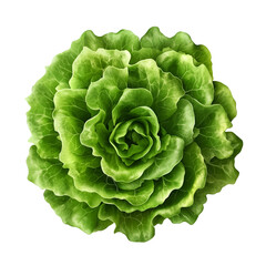 Obraz premium cabbage isolated on white background