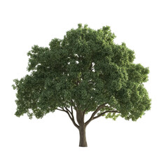 tree isolated on white background - PNG