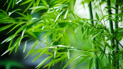 Closeup of Asian Bamboo Plant on a Natural Background - Botanical Tree Branch and Bunch in Chinese Garden Environment