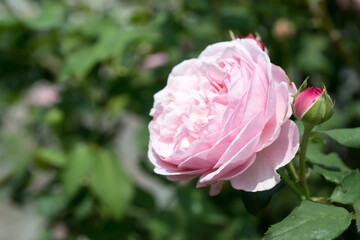 Beautiful rose in garden.
