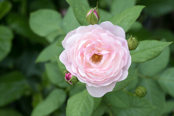 Beautiful rose in garden.