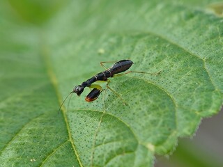 Black praying mantis on green leaves