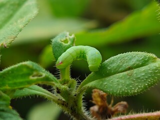 small green caterpillars on the leaves