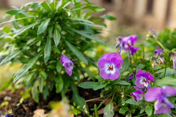 Vibrant purple flowers blooming in a garden with greenery in soft natural light during springtime