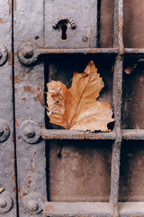 Dry leaf caught in wrought iron bars of an old door in an urban setting during autumn