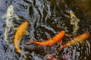 Koi pond colors