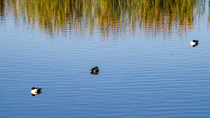 Varios tipos de patos en la Marjal dels Moros, Sagunto, Valencia, España