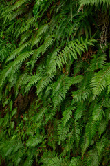 Green ferns growing on mountain slope in wild nature. Background, fern texture, Pteridium. Fern in tropical forest, natural background. Vertical