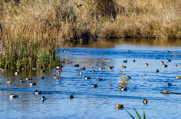 Varios tipos de patos en la Marjal dels Moros, Sagunto, Valencia, España
