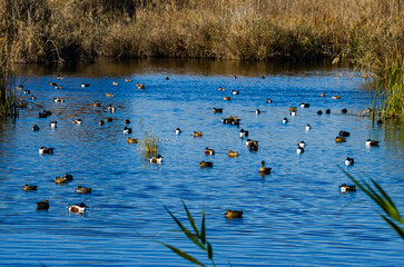 Varios tipos de patos en la Marjal dels Moros, Sagunto, Valencia, España