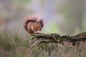 Fototapeta premium A Red Squirrel eating a nut sat on a log in the countryside.