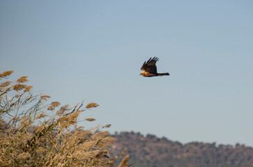 El aguilucho lagunero occidental (Circus aeruginosus) es un aguilucho lagunero grande, un ave rapaz