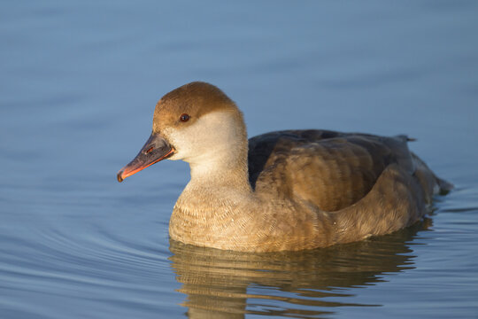 A female red crested Pochard swimming in the water