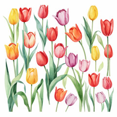 Watercolor tulip flower set, white background, vector illustration. Perfect for wedding, cards, posters, flyers.	
