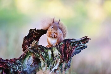 A Red Squirrel eating a nut on a wooden log.
