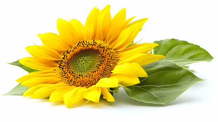Fototapeta premium Photo: Sunflower Blossom with Leaves on White Background
