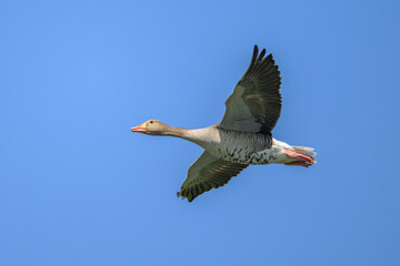 Greylag goose in flight on a sunny day in springtime
