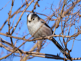 A long tailed tit sitting on a small twig