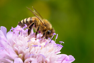 Biene (Westliche Honigbiene - Apis mellifera) auf einer lila Acker-Witwenblume (Knautia arvensis) in Nahaufnahme - Baden-Württemberg, Deutschland