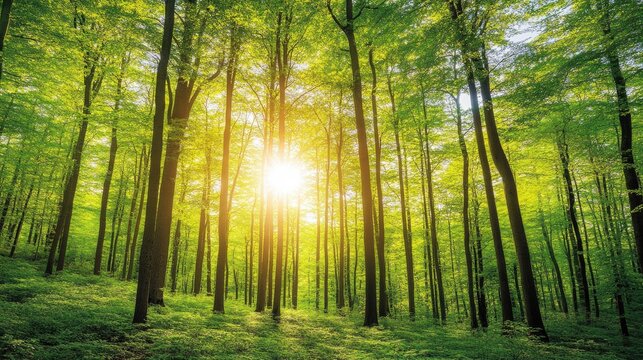 Lush green forest with sunlight filtering through tall trees, creating a peaceful, grounding atmosphere. 