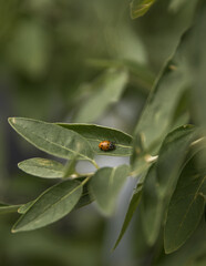ladybird on a leaf
