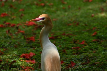 A beautiful cattle egret is seen foraging in the lawns of a semi urban campus