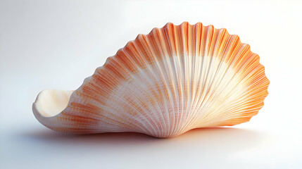 Realistic Seashell Illustration - Orange Mollusk Shell on White Background