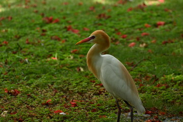 A beautiful and colourful cattle egret is seen foraging in the lawns of a large campus in a semi urban area
