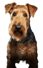 PNG Terrier mammal animal dog.