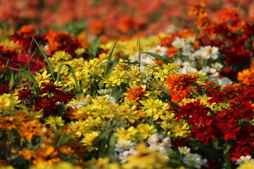 flowers in the garden