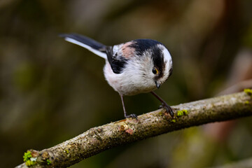 Long-tailed tit // Schwanzmeise (Aegithalos caudatus)