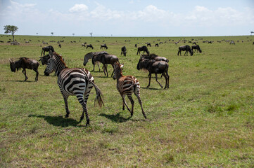 Herd of Zebra in the Savannah of Africa
