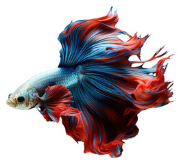PNG Siamese Fighting Fish fish animal underwater.