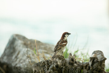 sparrow on a rock