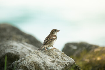 sparrow on a rock