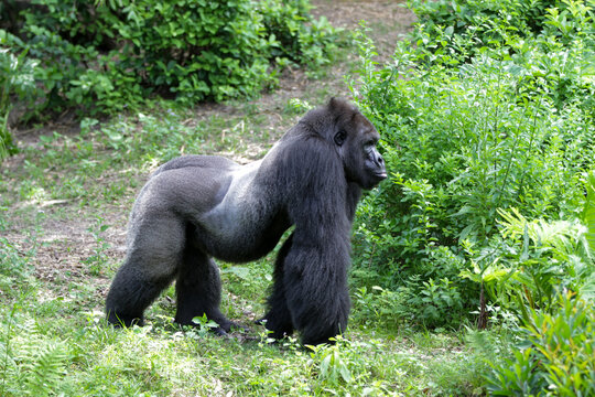 Mountain gorilla in Santo Domingo's Zoo.