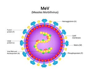 Diagram of MeV (Measles Morbillivirus)