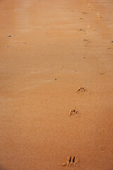 Mans  Best Friend has a day out on the beach, Blyth, Northumberland
