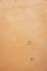 Mans  Best Friend has a day out on the beach, Blyth, Northumberland