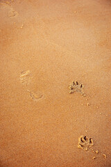 Mans  Best Friend has a day out on the beach, Blyth, Northumberland