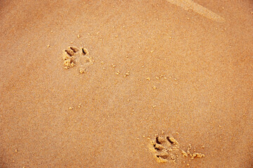 Mans  Best Friend has a day out on the beach, Blyth, Northumberland